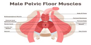 What Are Signs Of Pelvic Floor Problems In Men?