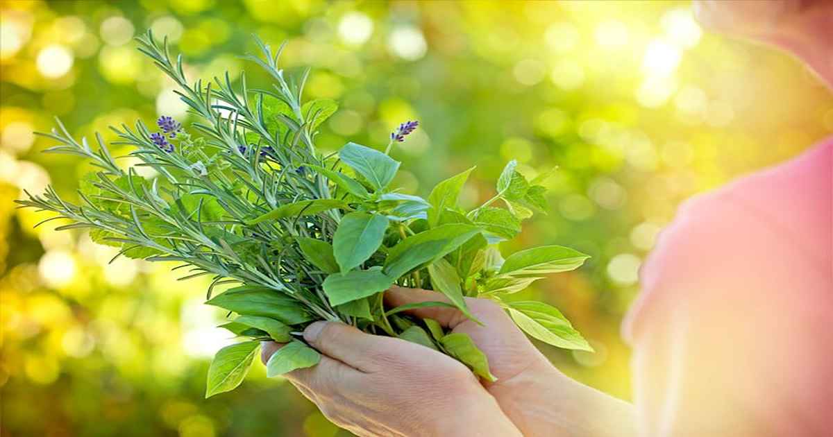 Herbs to Balance Hormones